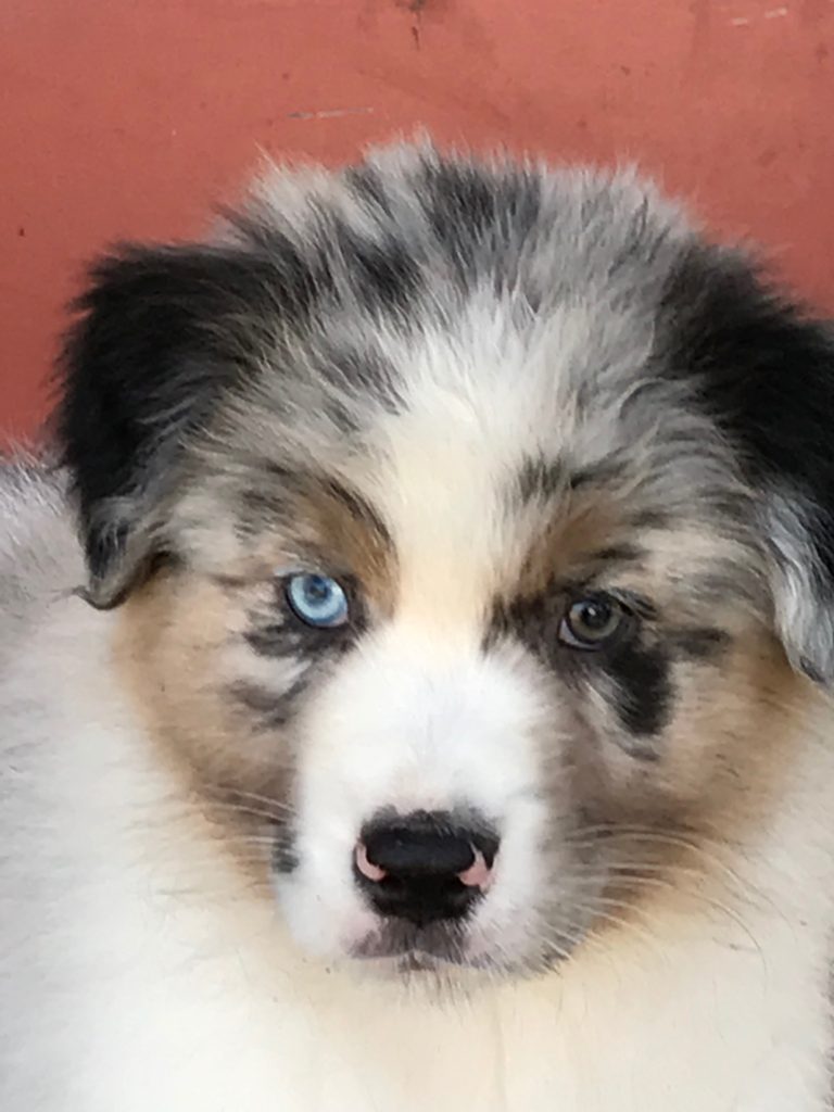 Halifax Australian Shepherds